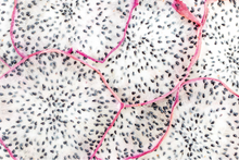 Afbeelding in Gallery-weergave laden, Dragonfruit
